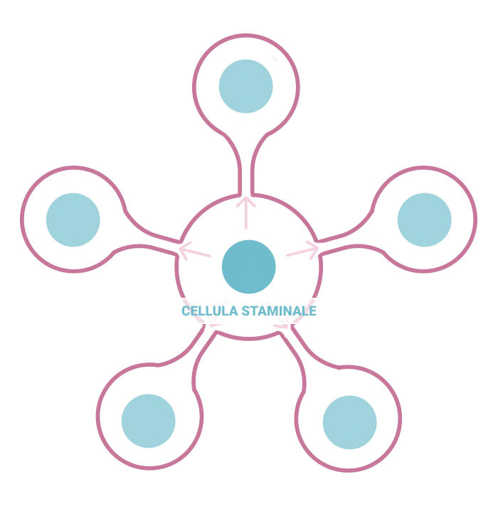 Cellula Staminale Autoriproduzione