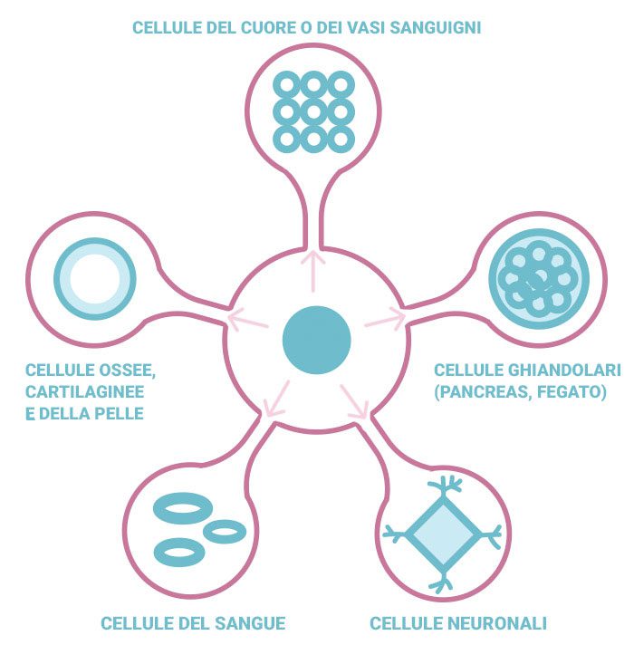 Cellula Staminale Specializzazione