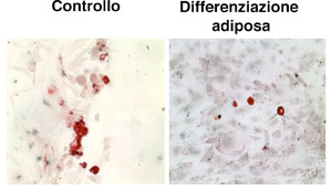 Cellula Staminale Differenziazione adiposa