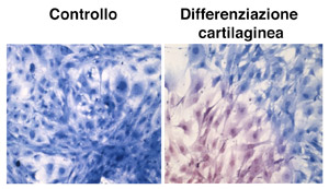 Cellula Staminale Differenziazione cartilaginea