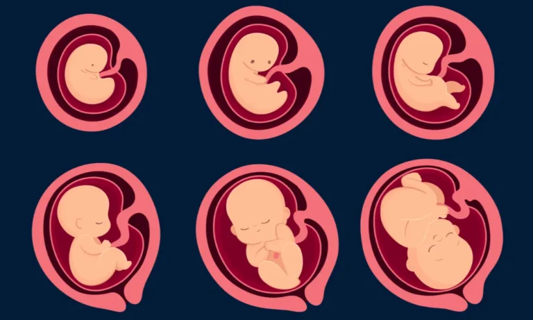 Fisiologia della crescita fetale: lo studio del feto e la salute futura del neonato