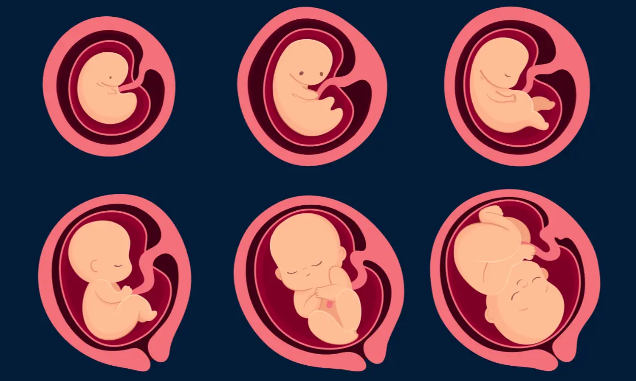 Fasi crescita fetale