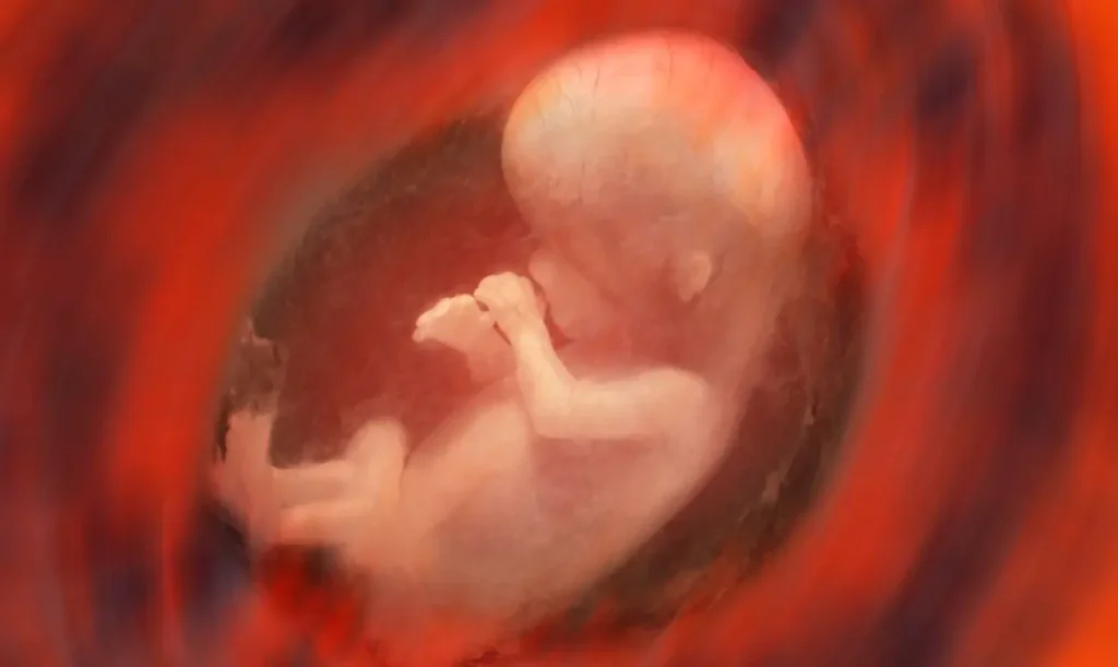 Feto nel secondo trimestre