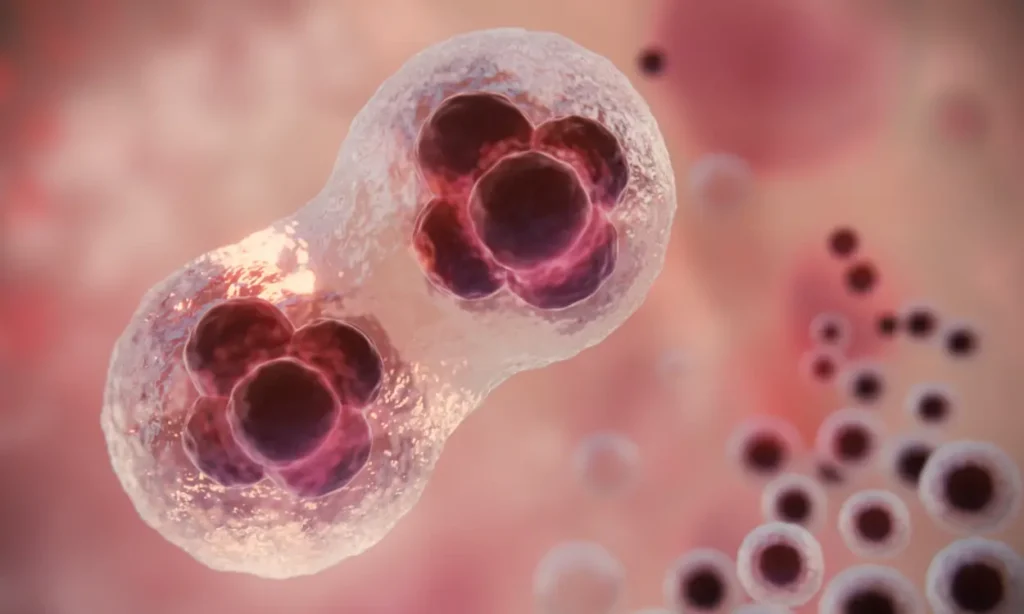 Ovulo fecondato che si divide