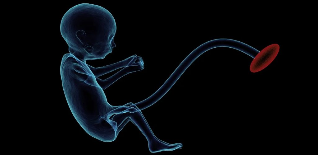 sviluppo feto esami gravidanza