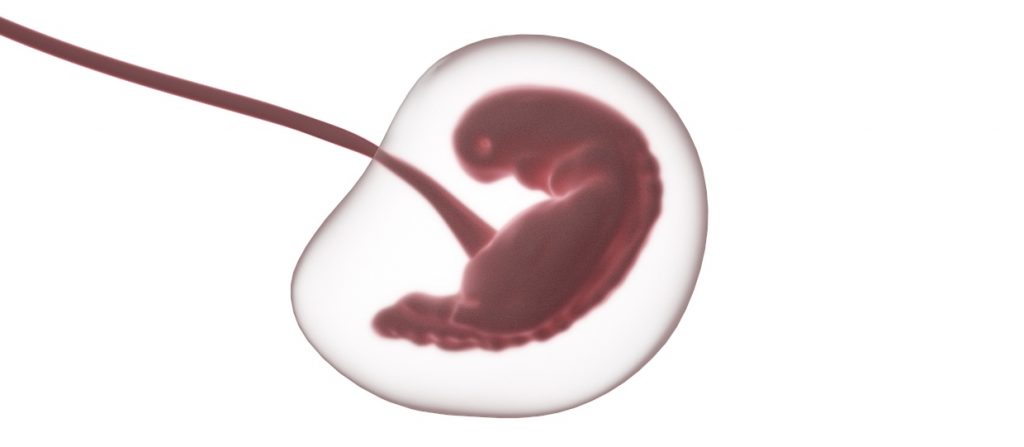zigote feto blastocisti embrione