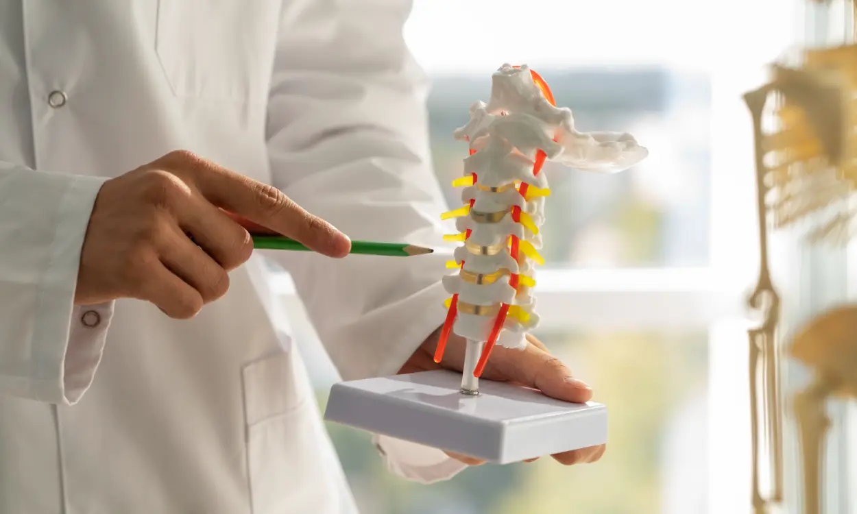 Modello spina bifida