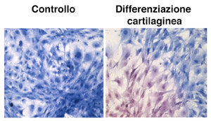 Cellula Staminale Differenziazione cartilaginea Cellula Staminale Differenziazione cartilaginea